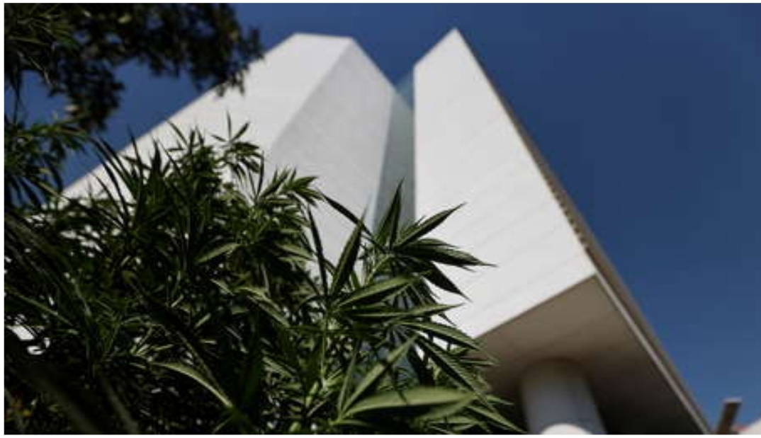 Más tiempo para que Congreso de México apruebe la regulación de la marihuana