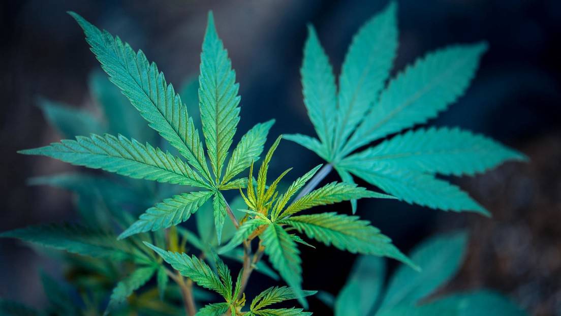 ¿Sin marihuana Jamaica?