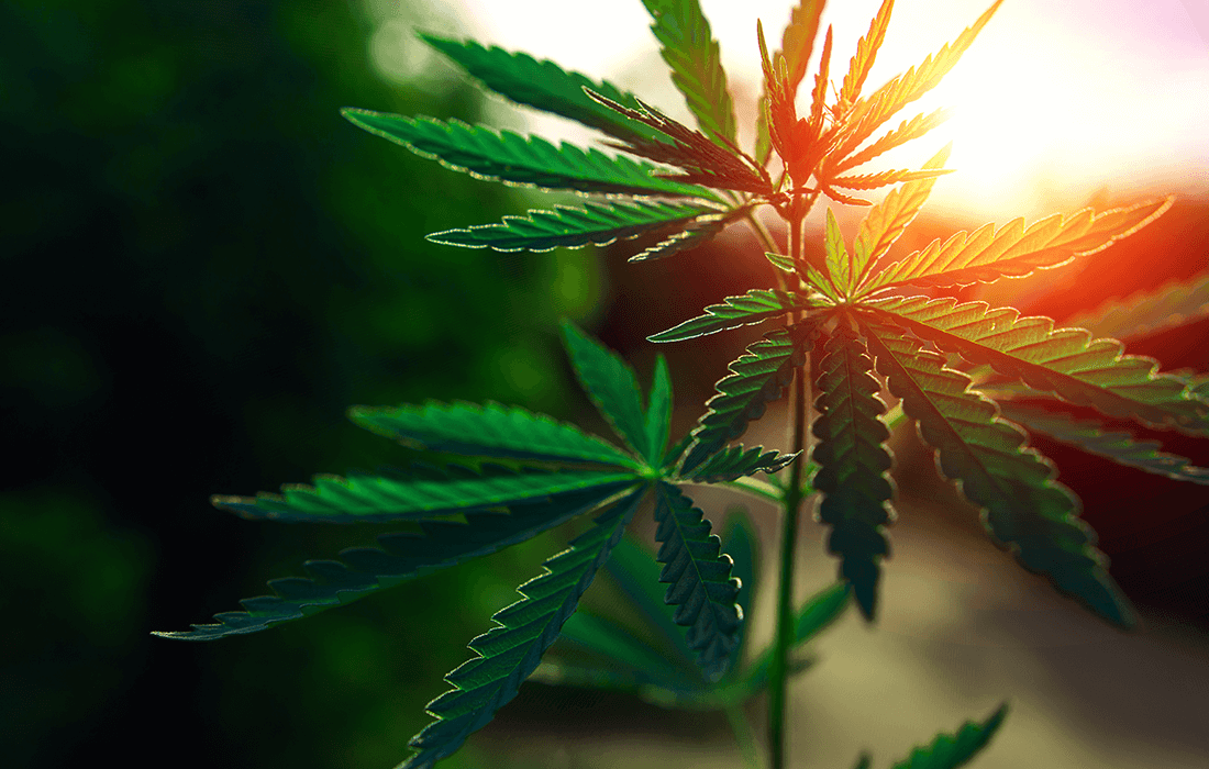Tailandia desea convertir la cannabis como principal cultivo comercial