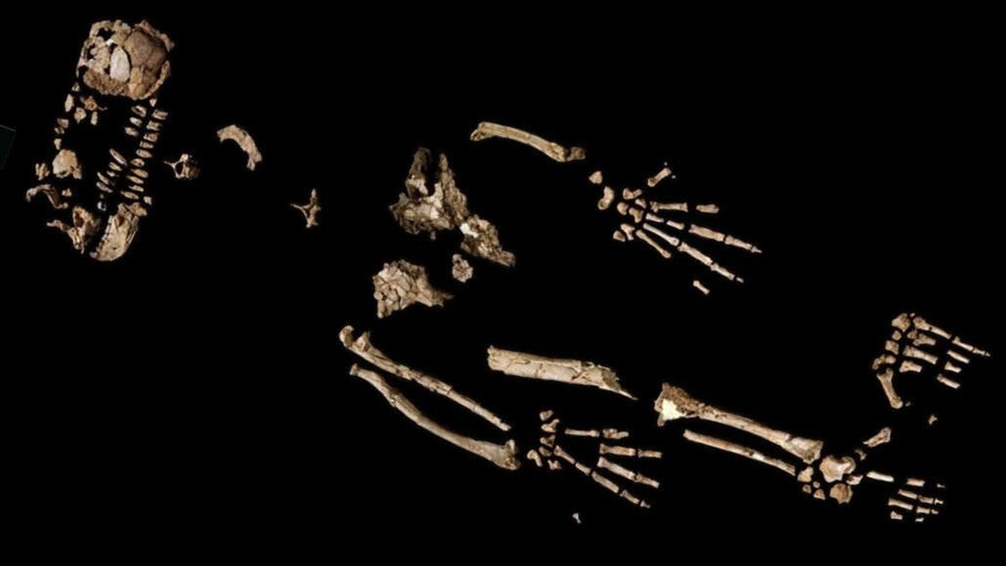 Los restos de un primate de hace 4,4 millones de años evidenciarían un ‘salto evolutivo’ hacia la fabricación de herramientas y el caminar erguido