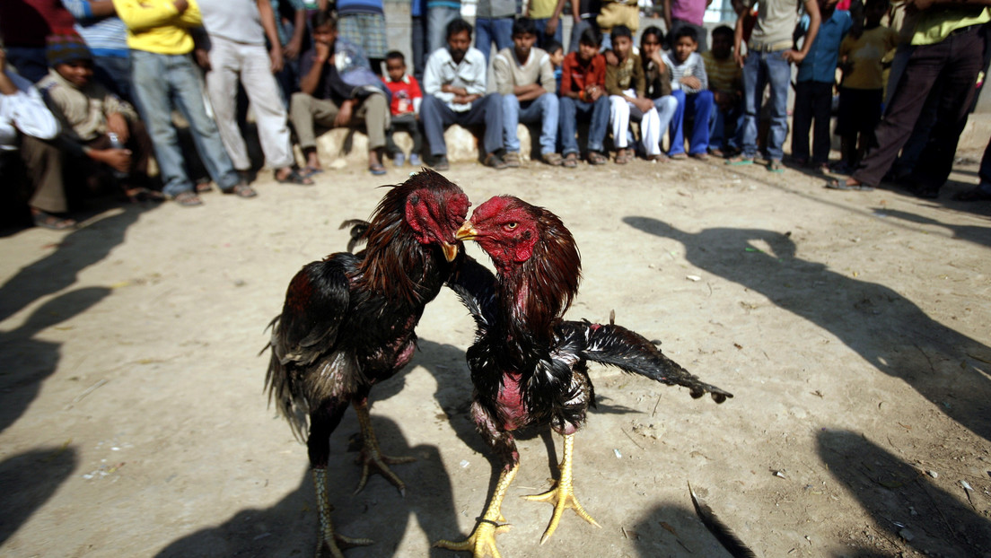 Un gallo mata a su dueño con una cuchilla durante una pelea ilegal