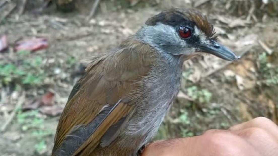 Redescubren en Indonesia un ave que se creyó extinta por más de 170 años