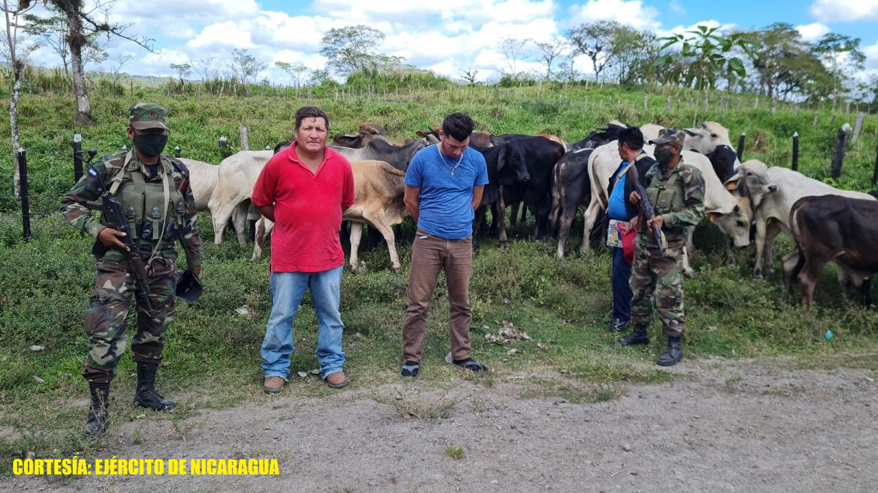 Ejército recupera 20 semovientes en Boaco