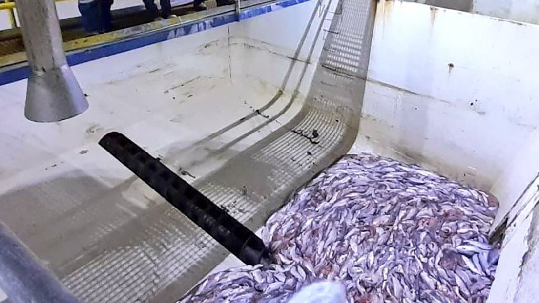 Catástrofe ambiental en Chile tras algas nocivas que provocaron la mortalidad masiva de salmones