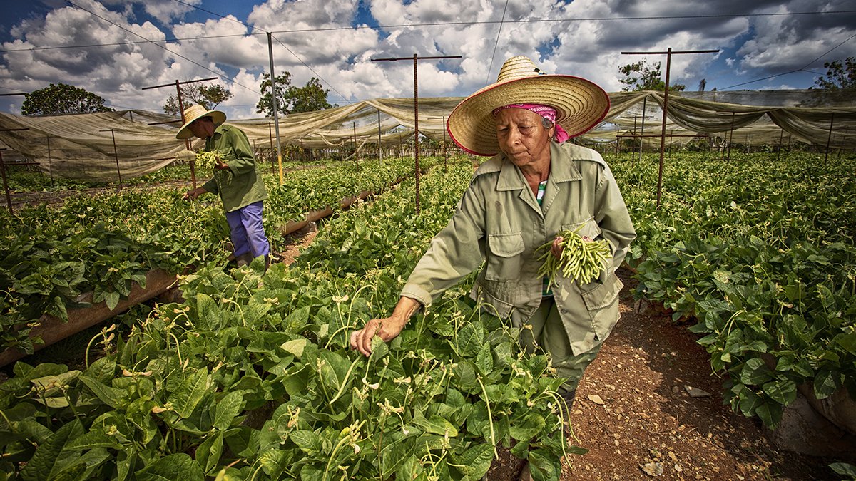 Cuba aprueba medidas para potenciar la producción de alimentos