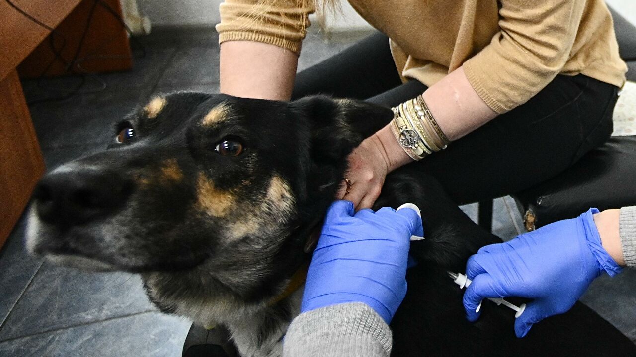 Vacuna rusa Carnivac-Cov para animales podría ser la primera en la UE