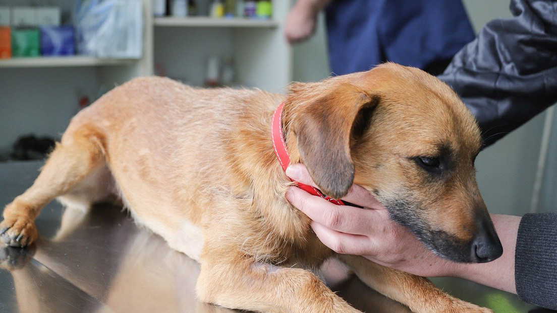 Investigan a dos veterinarios Chilenos por aplicar vacunas para perros a 100 personas