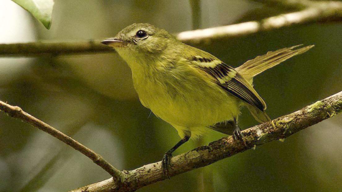 Redescubren a un “raro” pájaro venezolano que no había sido observado en los últimos 16 años