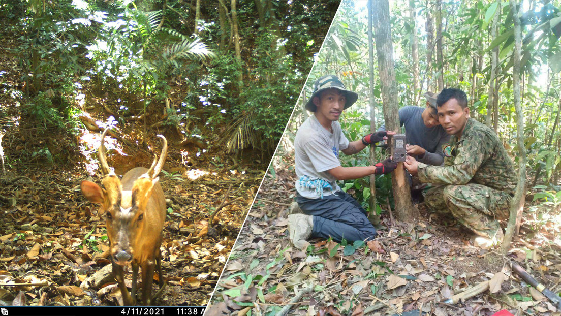Sorpresa en Camboya ven a un ciervo ladrador, una especie en peligro crítico de extinción