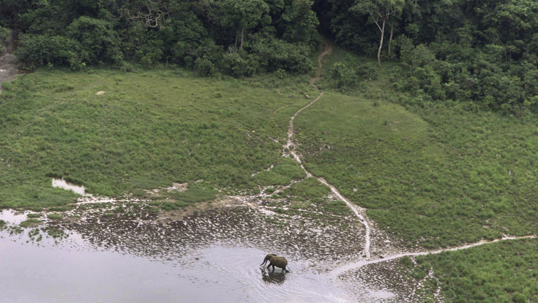 Gabón (África) recibe  17 millones de dólares de Noruega para que proteja sus bosques