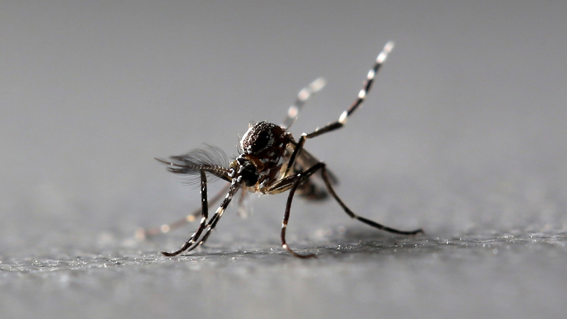 Detectan mosquitos portadores del virus del Nilo Occidental, en 7 estados de EE.UU.