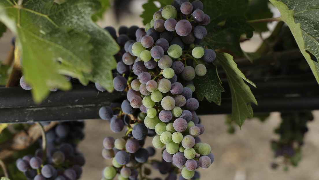 Científicos EE.UU.  consiguen mejorar la calidad del vino