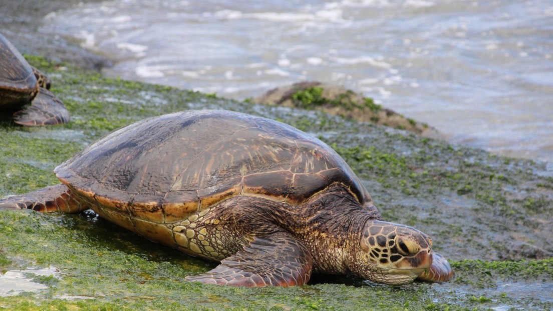 La contaminación plástica crea una “trampa evolutiva” para las tortugas marinas jóvenes
