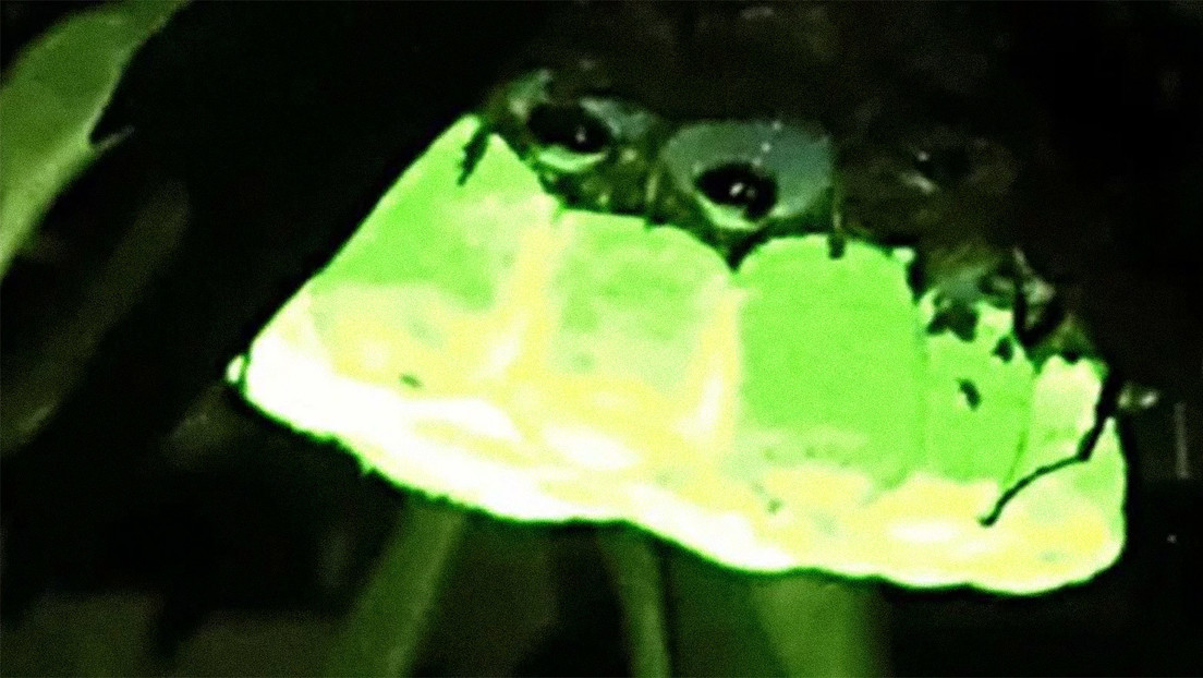 Descubren que los nidos de las avispas producen un intenso brillo verde fluorescente