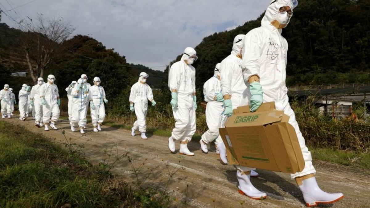 Gripe aviar se extiende por Europa y Asia