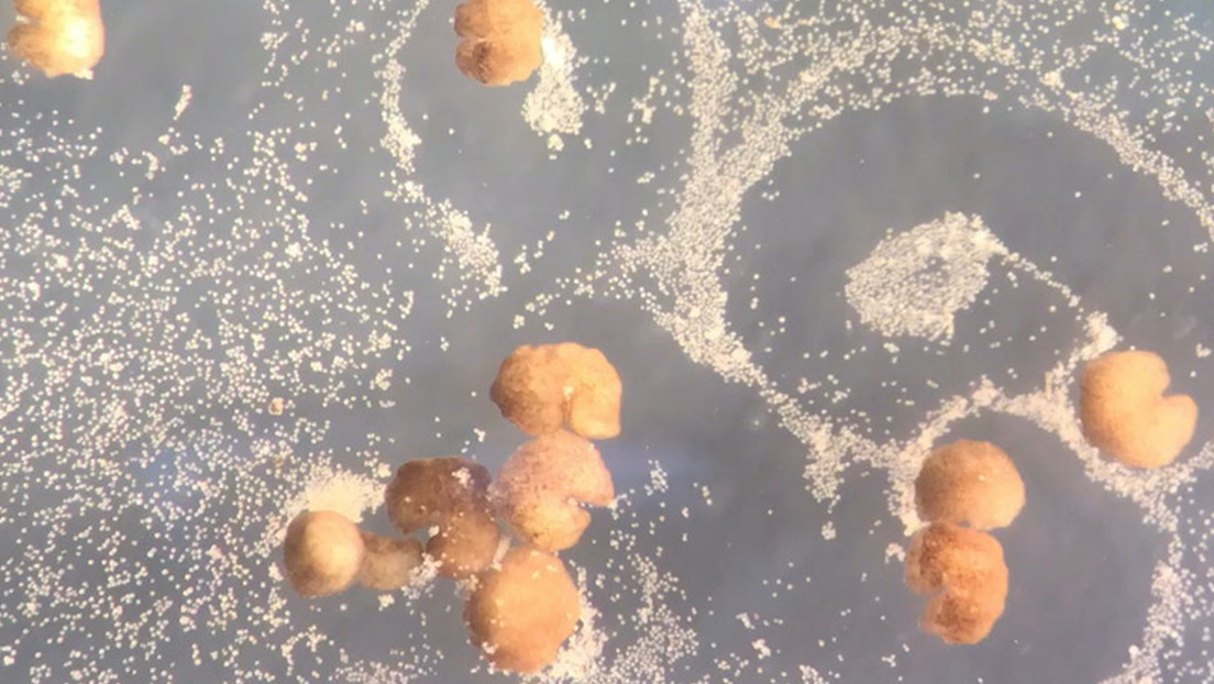 Crean robots vivientes capaces de reproducirse