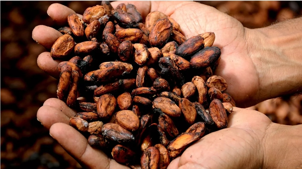 Cacao de Nicaragua recibe premio Cocoa of Excellence y se posiciona como un producto fino