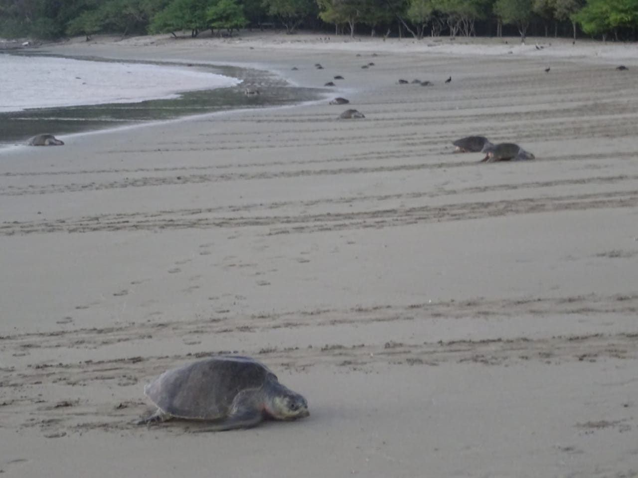 20 mil tortugas marinas en peligro de extinción desovaron en Nicaragua