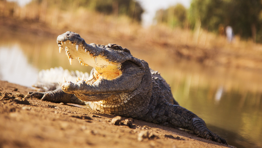 Amigos de Británica la salvan de las garras de un cocodrilo en Zambia
