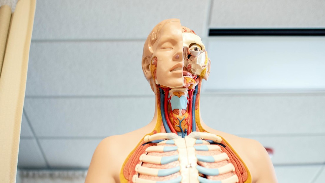 Musculus masseter pars coronidea nueva parte del cuerpo humano