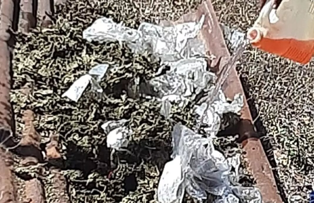Policía incinera 28 libras de marihuana que incautaron a taxista esteliano
