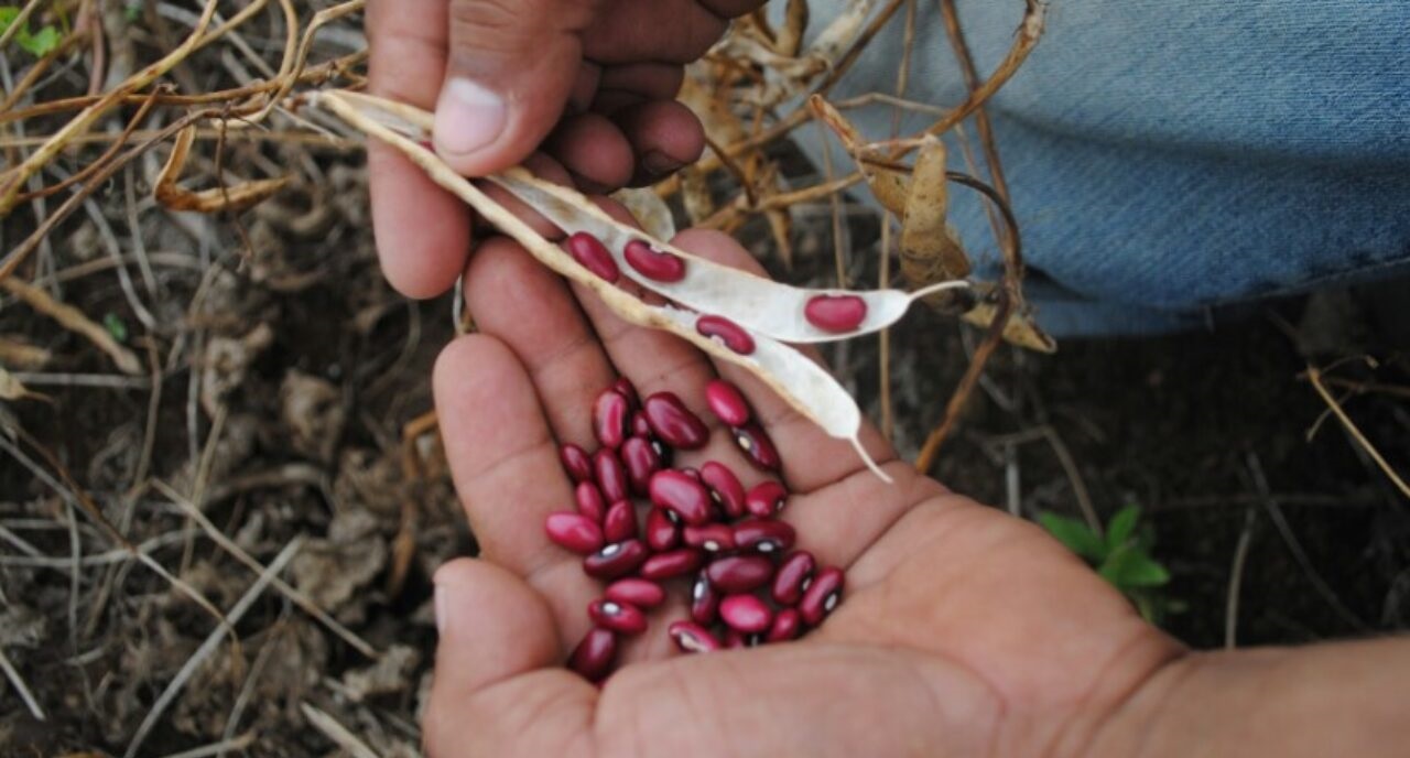 Triángulo Minero producirá 50 mil quintales de frijoles