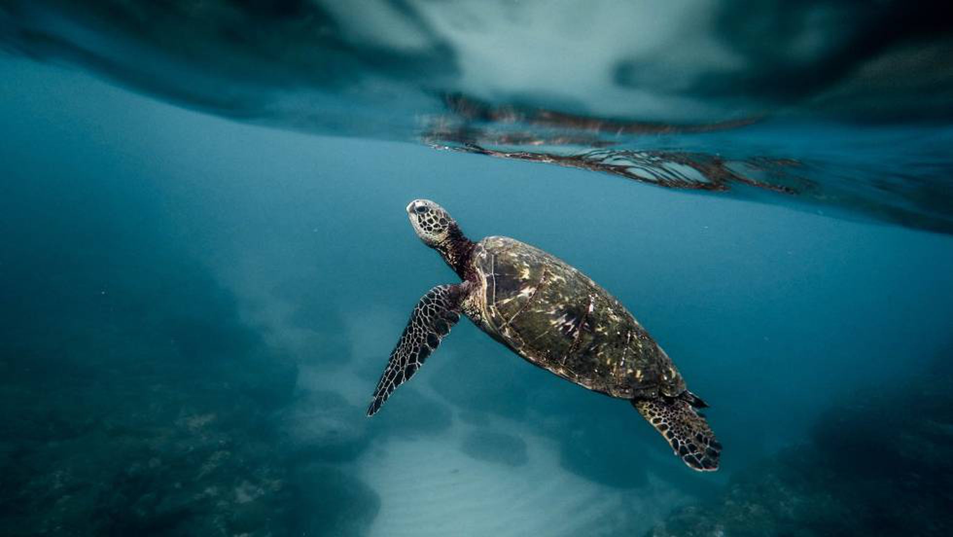 La venta de animales exóticos, el nuevo negocio del narco mexicano con China