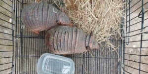 Dos mujeres son detenidas en un aeropuerto de Tailandia por intentar traficar con al menos 109 animales salvajes