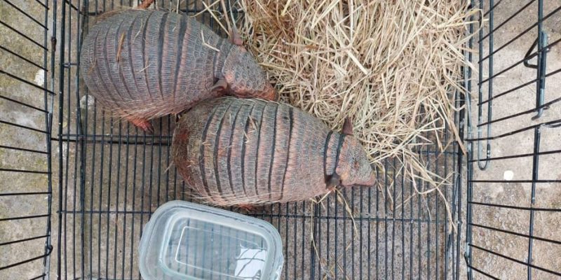 Dos mujeres son detenidas en un aeropuerto de Tailandia por intentar traficar con al menos 109 animales salvajes