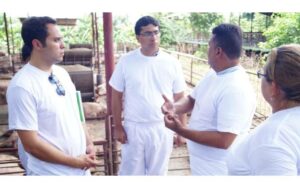 Implementan estrategias para aumentar produtividad en el engorde de cerdo