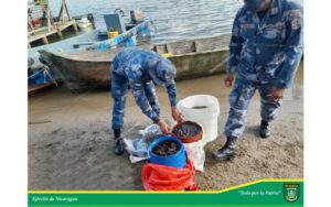 Efectivos militares decomisan pepinos de mar en la Laguna de Perlas