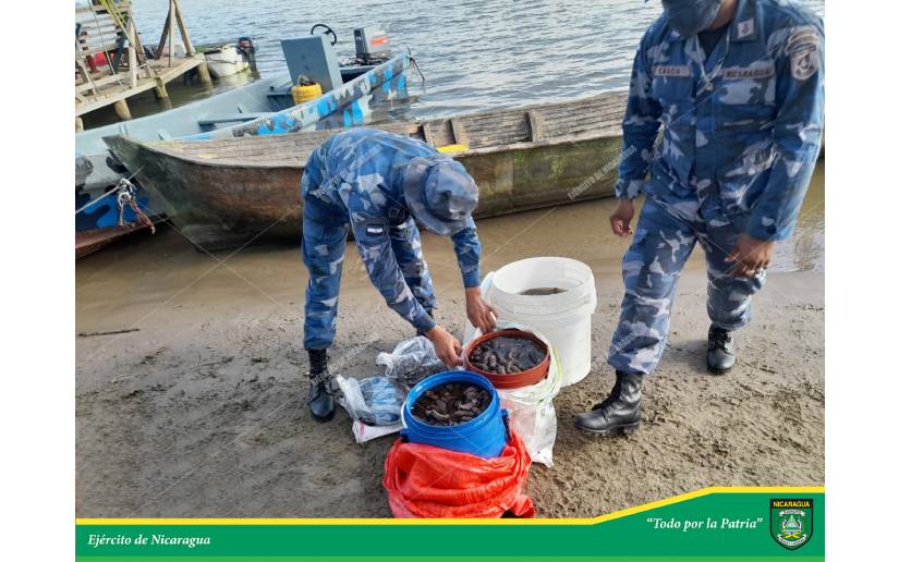 Efectivos militares decomisan pepinos de mar en la Laguna de Perlas