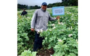 Incrementan a 520 quintales por manzana la producción de papa