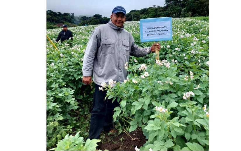 Incrementan a 520 quintales por manzana la producción de papa