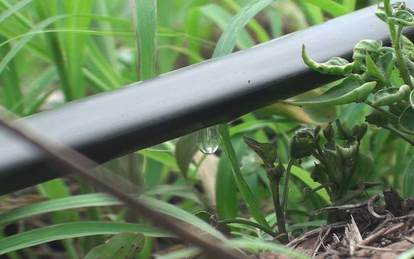 Diez mil productores recibirán acompañamiento técnico del MAG