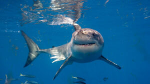 Acusan a una 'influencer' china de cocinar y comer un tiburón blanco protegido durante una transmisión en vivo