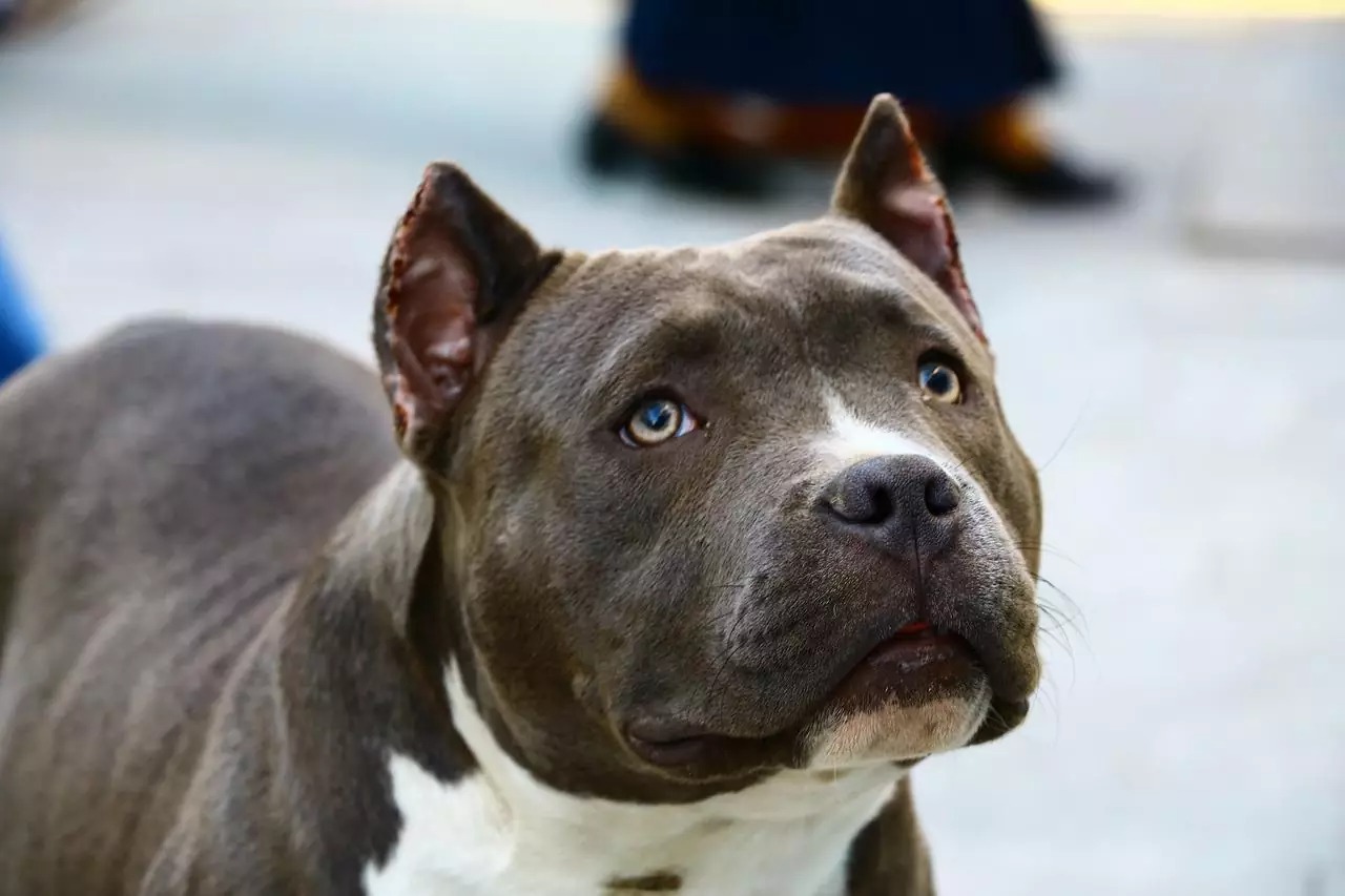 Perra pitbull es apuñalada por ladrones que intentaron robar en una tienda de Estelí