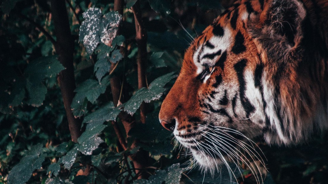 Denuncian maltrato y abandono de grandes felinos en un conocido “santuario” de México