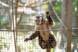 Autoridades ambientales ecuatorianas rescataron 32 especies de animales durante la primera semana del paro nacional