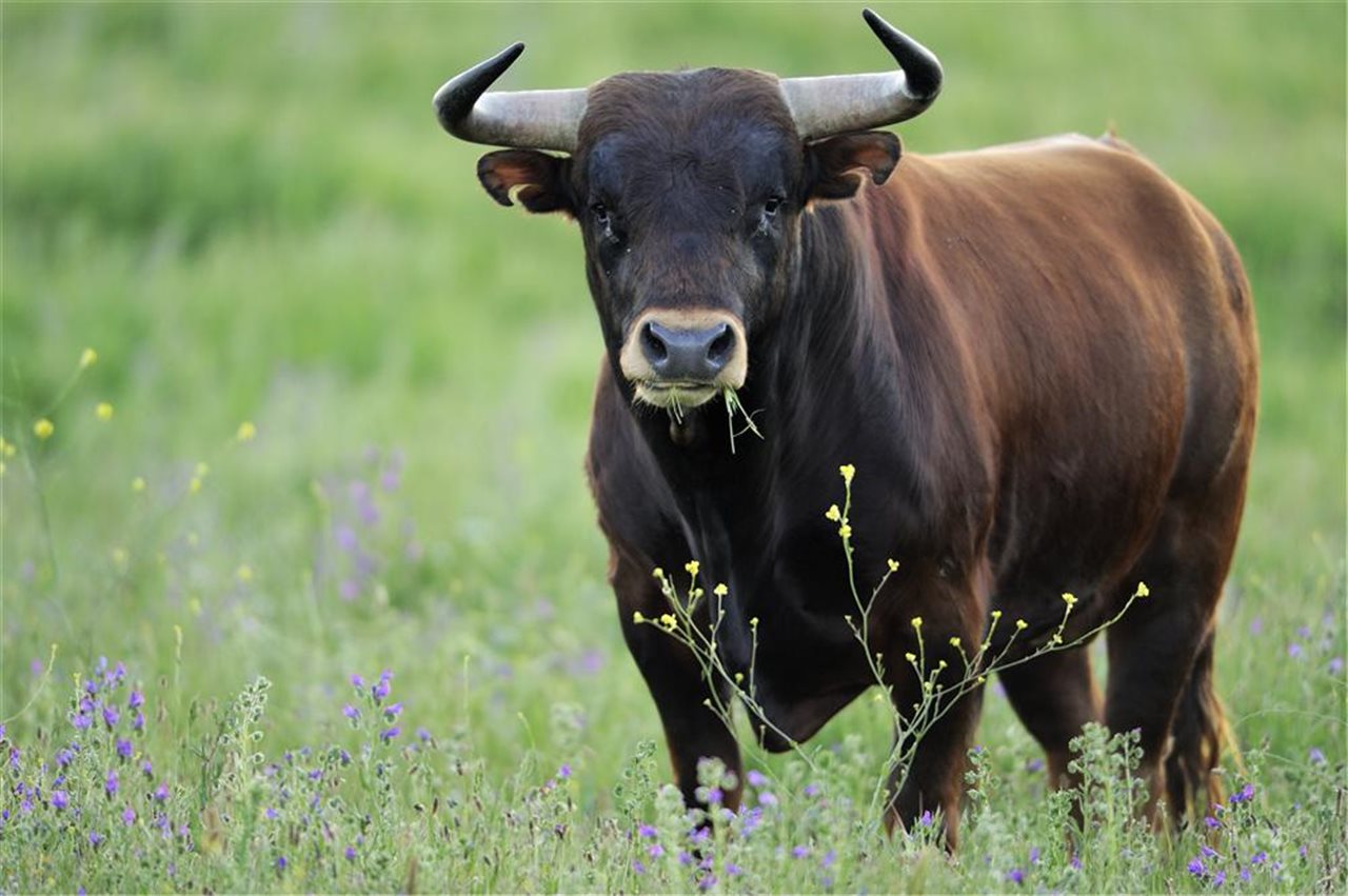 Un toro irrumpe en un banco en Israel