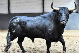 Capitalino fue embestido por un toro que reto andando en estado de ebriedad