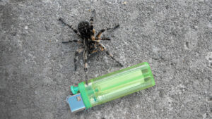 Un joven trata de quemar una araña con su encendedor y causa un incendio forestal en EE.UU