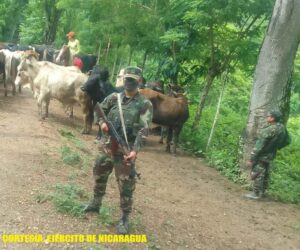 Ejército ocupa 34 semovientes valorados en 510 mil córdobas