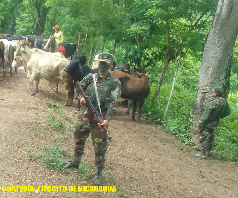 Ejército ocupa 34 semovientes valorados en 510 mil córdobas