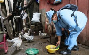 Minsa continúa en la lucha para eliminar vectores en los barrios de la capital