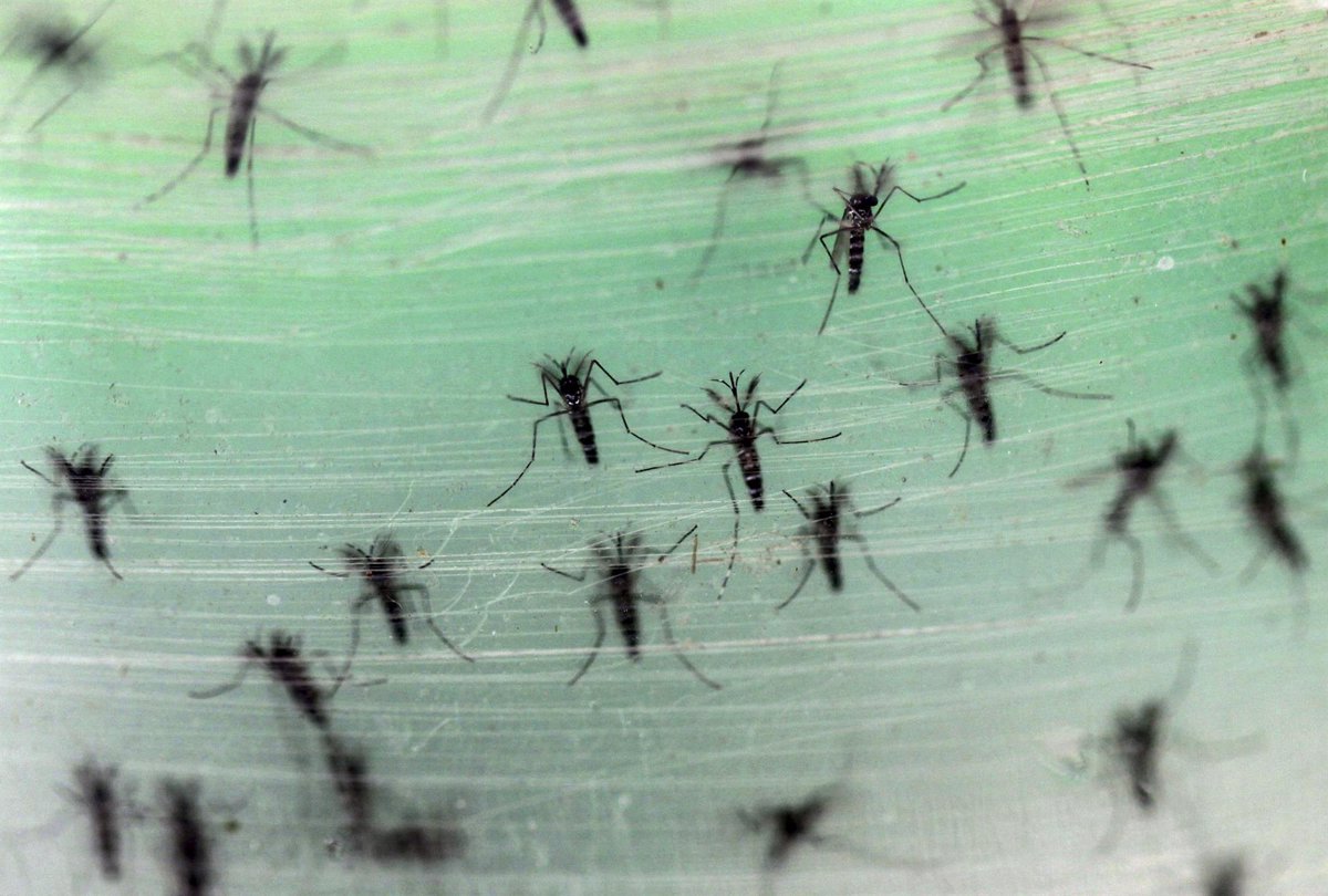 Brote de dengue se extiende en Sudán