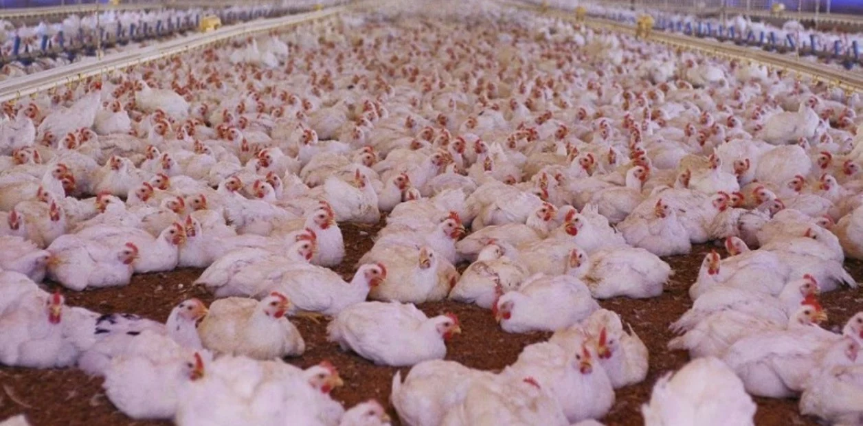 Nicaragua recomienda a avicultores evitar traslado de aves ante amenaza de gripe aviar