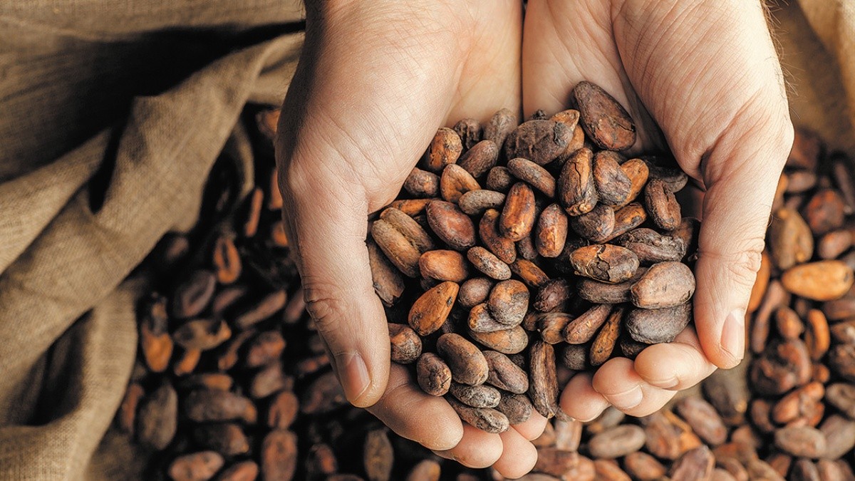 Producción de cacao creció un 20% en el ciclo 2022-2023