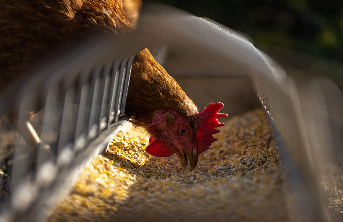 La gripe aviar provocaría un grave problema de seguridad alimentaria en Nicaragua