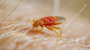 Un afroamericano muere "devorado vivo" por chinches en una cárcel de EE.UU.